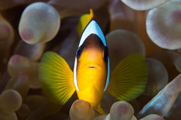 Anemone fish