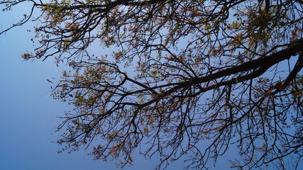 Tree leaves sun and sky