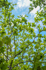 green leaves against blue sky