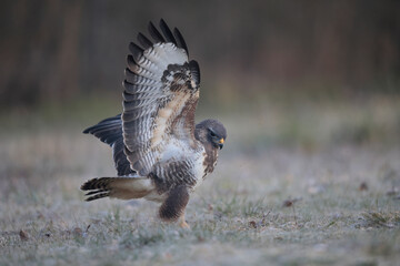 Buse variable Buteo buteo écartant les ailes