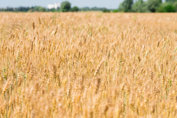golden wheat field in summer