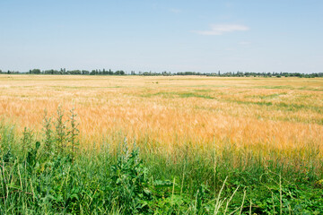 golden wheat field in summer