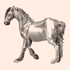 A thin horse without a saddle. Vector image of a medieval engraving on a beige background.