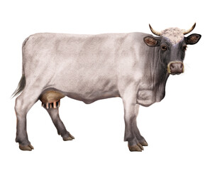 vache laitière, noir ,  animal, ferme, bétail, tête noir, roux, blanche, , brun, agriculture, gazon, mollet, taureau, champ, mammifère, isolé, boeuf, exploitation laitière, prairie, nature, domestique