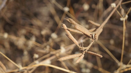 Wheat crop extreme closeup of the grain