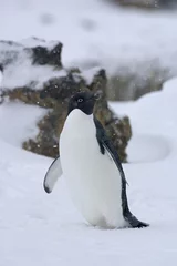Foto auf Leinwand Adelie Penguin, Adelie Pinguin, Pygoscelis adeliae © AGAMI