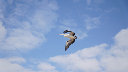 Pelikan bird on the beach of Monkey Mia in Western Australia.