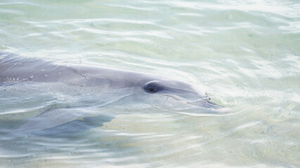 Fototapeta premium Dolphins on the beach of Monkey Mia in Western Australia.