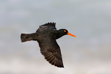 Afrikaanse Zwarte Scholekster, African Black Oystercatcher, Haematopus moquini