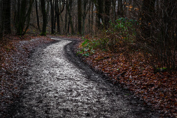 Forest at the end of the winter