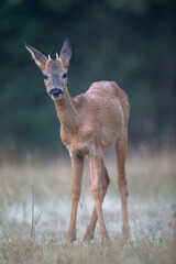 Chevreuil d'Europe Capreolus capreolus young male in close-up