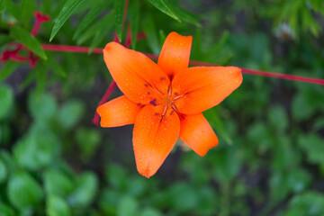 Blooming lily on a green background