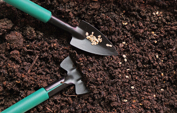  Tomato seeds on the ground and tools                              