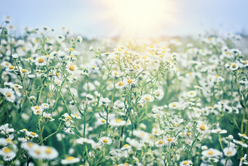 Selective and soft focus on little daisy, beautiful meadow with lot of little daisy