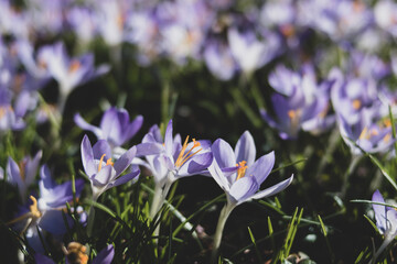 spring purple crocus flowers