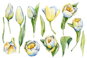 Set of spring elements with tulips and leaves. Hand drawn watercolor illustration close up isolated on white background. Design for cards, covers, invitations, congratulations, Mother's Day