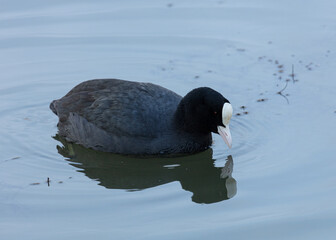 Coot. Waterfowl, swimming in water with reflection.