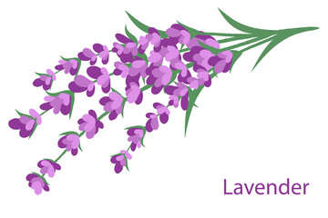 Lavender bouquet isolated on a white background with the inscription Lavender. Vector illustration.