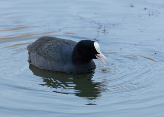 Coot. Waterfowl, swimming in water with reflection.