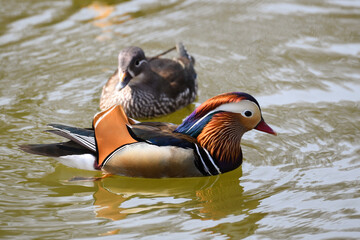 Mandarin duck swimming in a pond in Changgyeonggung Palace at Seoul, Korea