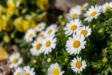 道端に咲くマーガレットの花