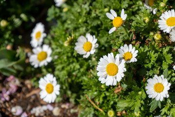 道端に咲くマーガレットの花