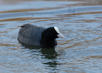 Coot. Waterfowl, swimming in water with reflection.