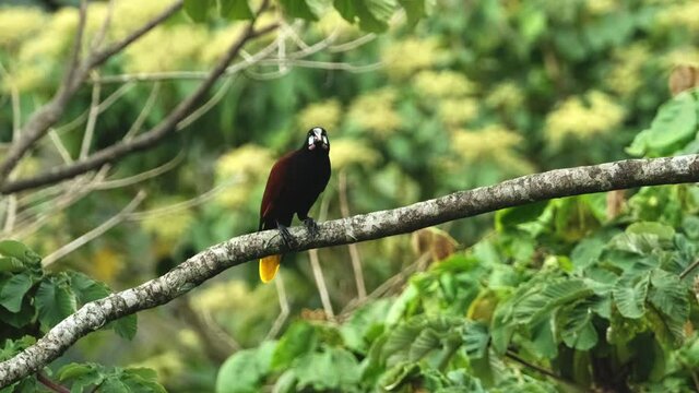 Handheld shot of colorful Montezuma oropendola taking flight from a branch.