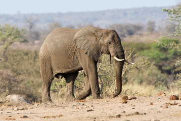 Fototapeta na wymiar Afrikaanse Olifant, African Elephant, Loxodonta africana