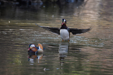 Mandarin duck swimming in a pond in Changgyeonggung Palace at Seoul, Korea
