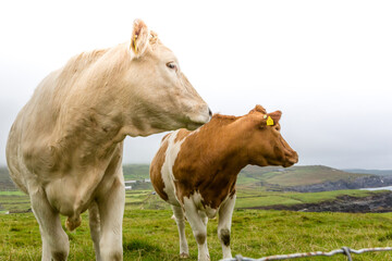 Two Irish cattle in a field close up