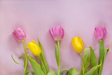 Yellow and pink Fresh Spring Tulips Flowers on pink background. Concept Woman's day. Card for Mother's Day or Valentine's day on pink background. Top view, flat lay greetings card.