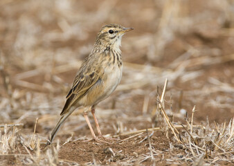 Kaneelpieper ,African Pipit, Anthus cinnamomeus