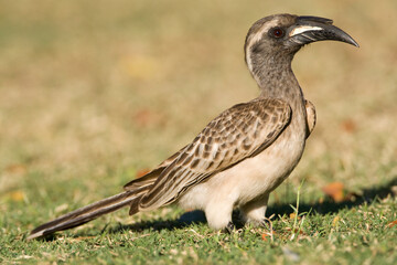 Grijze Tok, African Grey Hornbill, Tockus nasutus