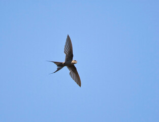 Afrikaanse Palmgierzwaluw, African Palm-swift, Cypsiurus parvus