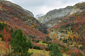 Fototapeta na wymiar Autumn scene in Bujaruelo valley, Spain