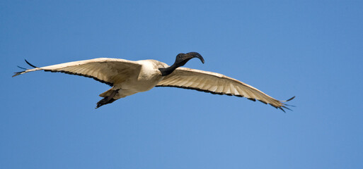 Helige Ibis, African Sacred Ibis, Threskiornis aethiopicus