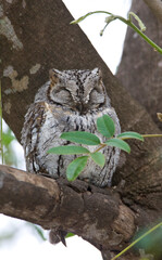 Afrikaanse Dwergooruil, African Scops-Owl, Otus senegalensis