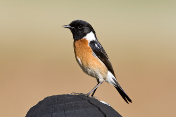 Afrikaanse Roodborsttapuit, African Stonechat, Saxicola torquatus