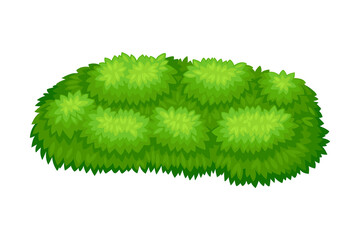Small-sized Bush as Perennial Woody Plant with Dense Foliage Cover Vector Illustration