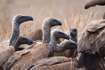 Witruggier, African White-backed Vulture, Gyps africanus