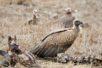 Witruggier, African White-backed Vulture, Gyps africanus