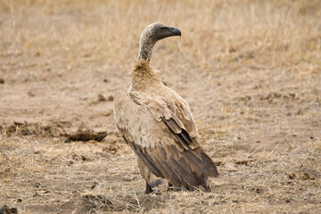 Witruggier, African White-backed Vulture, Gyps africanus