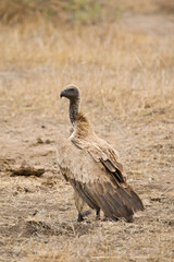 Witruggier, African White-backed Vulture, Gyps africanus