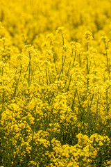 Yellow rapeseed flowers in a large cultivated field near Ejea de los Caballeros, in Aragon, Spain. Example of the agri-food industry and primary sector for the extraction of rapeseed oil.
