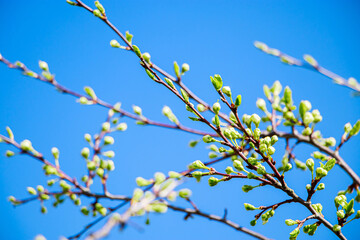 First buds on trees in the early spring on a blue sky background. Fresh green foliage close up.