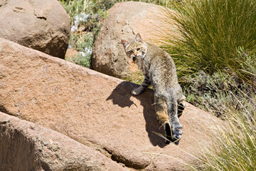 Afrikaanse Wilde Kat, African Wild Cat, Felis silvestris