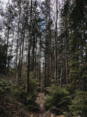 background pine forest in the morning