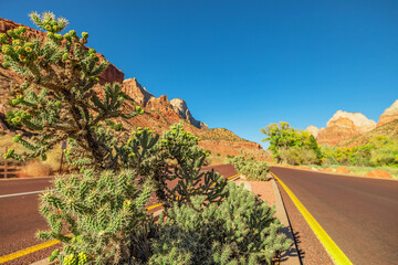 Cholla cactus along a road in Zion National Park, Utah, USA.