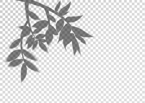 A transparent shadow silhouette from the tree branch. Vector background.